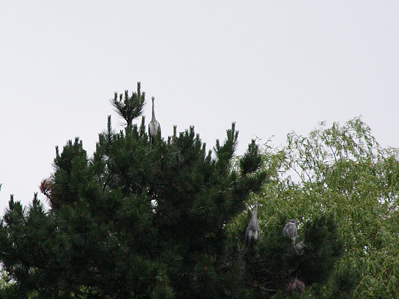 Blauwe reiger (op nest)